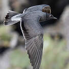 Mouette obscure