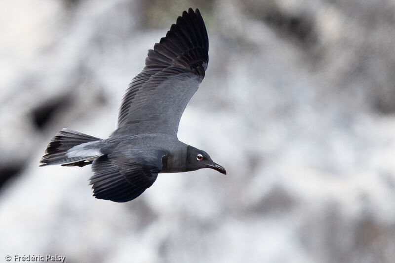 Lava Gull, Flight