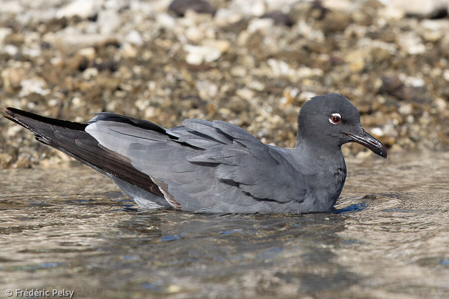 Mouette obscure