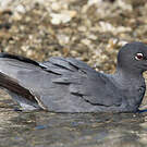 Mouette obscure