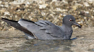 Lava Gull