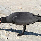 Mouette obscure