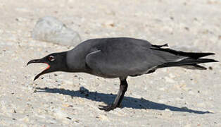 Lava Gull