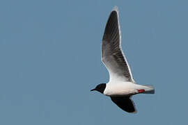 Little Gull