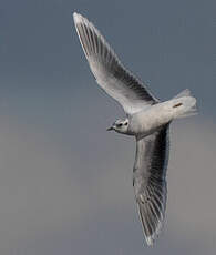 Mouette pygmée