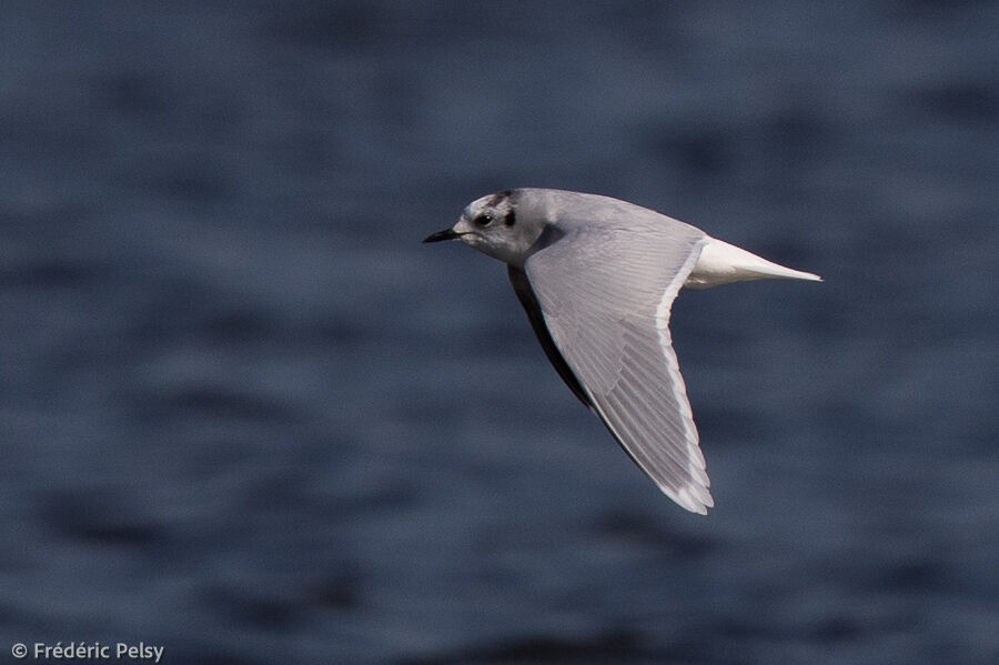 Mouette pygméeadulte internuptial