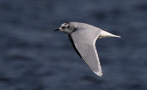 Little Gull