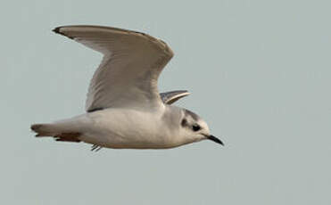 Mouette pygmée