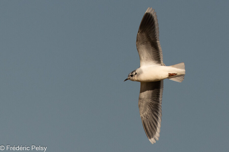 Mouette pygmée2ème année