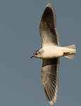 Mouette pygmée