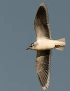 Little Gull