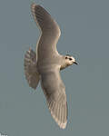 Mouette pygmée