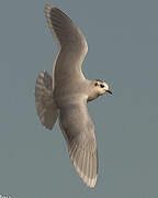 Mouette pygmée