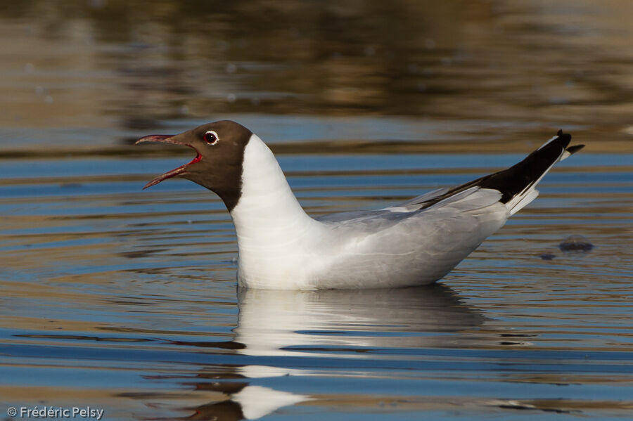 Black-headed Gulladult