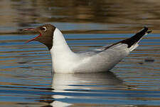 Mouette rieuse