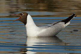 Mouette rieuse