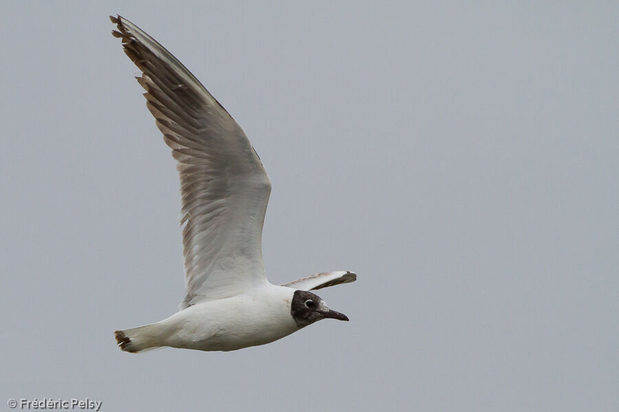 Mouette rieuseimmature, Vol