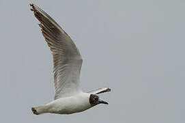 Black-headed Gull