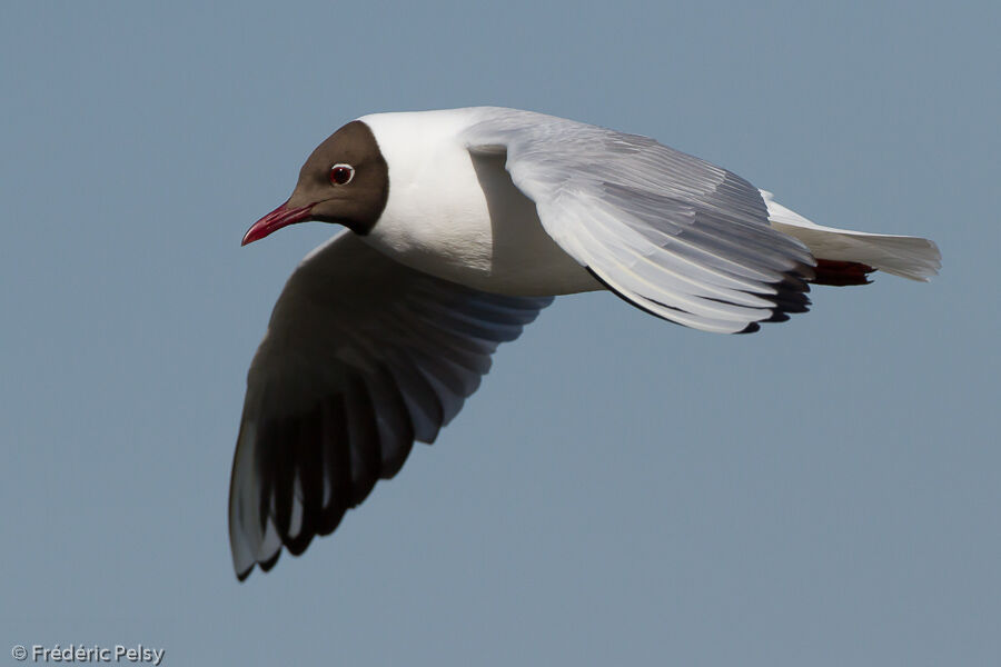 Mouette rieuseadulte, Vol