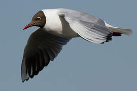 Mouette rieuse