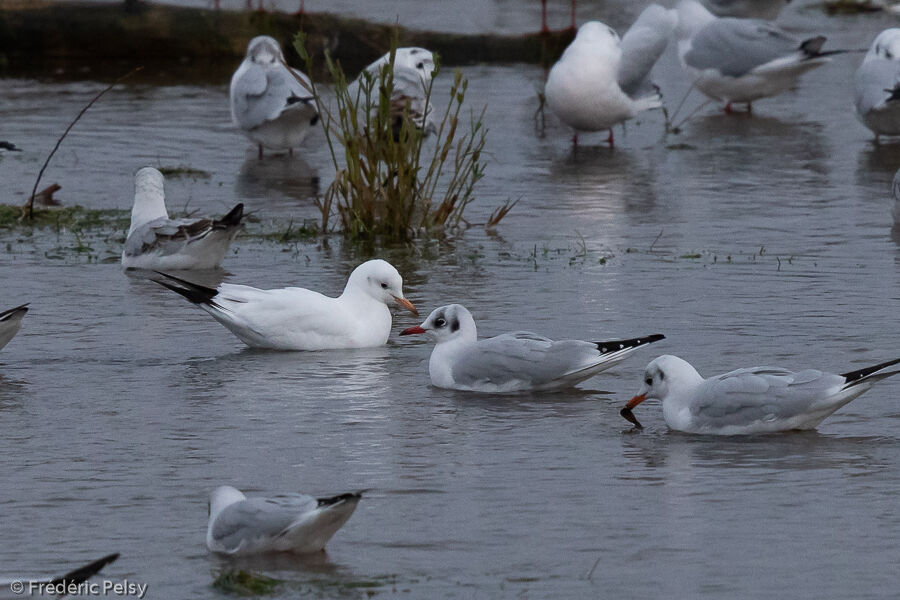 Mouette rieuse