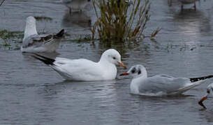 Mouette rieuse