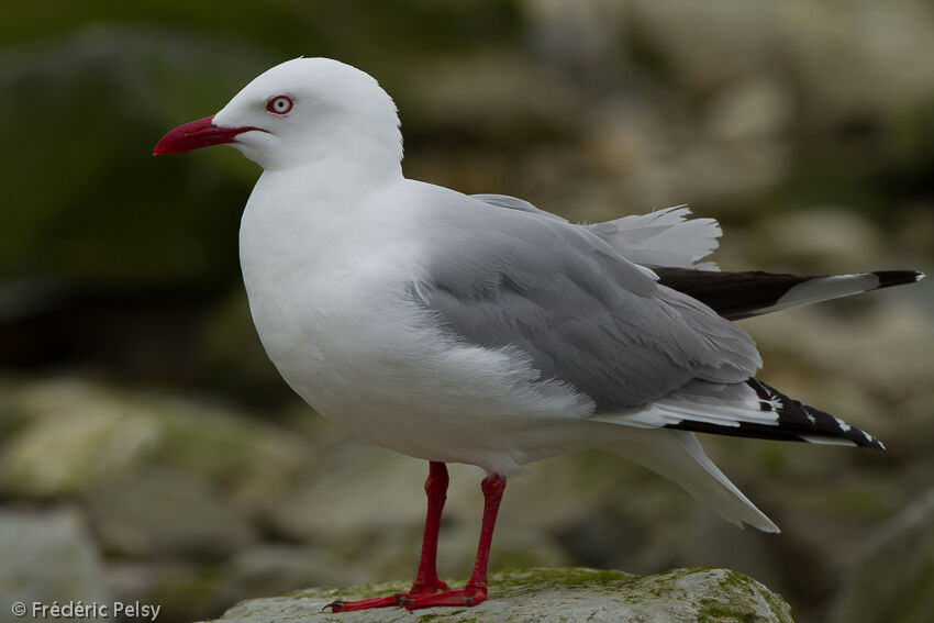 Mouette scopulineadulte