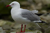 Mouette scopuline