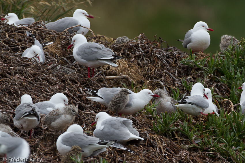 Mouette scopulineadulte