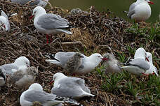 Mouette scopuline