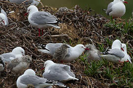 Mouette scopuline