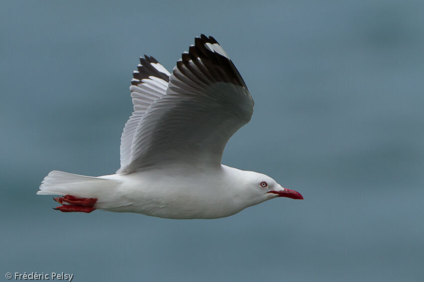 Silver Gull (scopulinus)adult