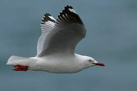 Silver Gull (scopulinus)