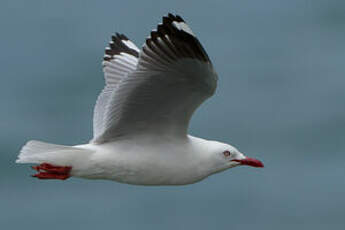 Mouette scopuline