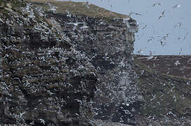 Black-legged Kittiwake