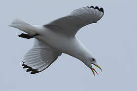 Mouette tridactyle