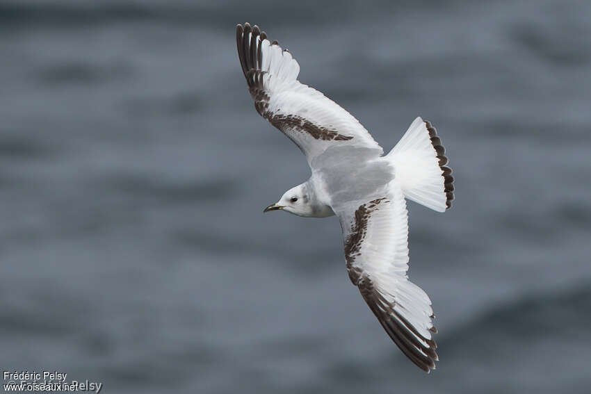 Mouette tridactyle2ème année, identification, Vol