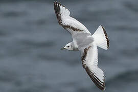 Mouette tridactyle