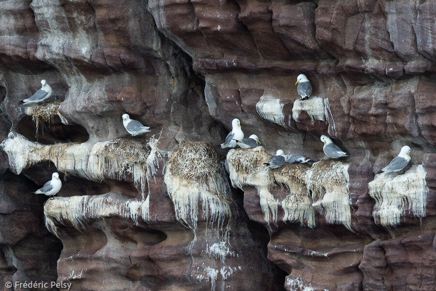 Black-legged Kittiwake