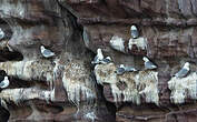 Mouette tridactyle