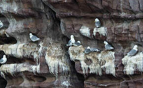 Black-legged Kittiwake