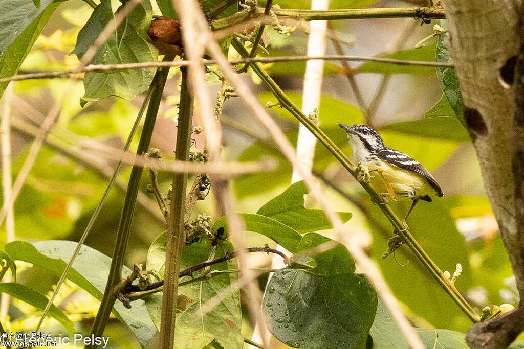 Moustached Antwren male