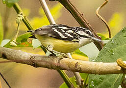 Moustached Antwren