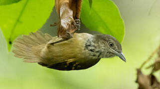 Checker-throated Stipplethroat