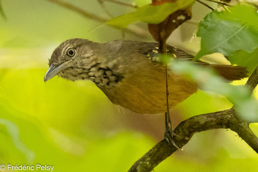 Checker-throated Stipplethroat