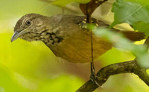 Checker-throated Stipplethroat