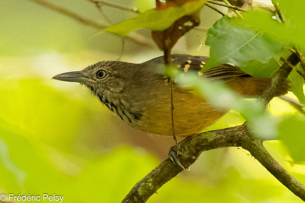 Checker-throated Stipplethroat