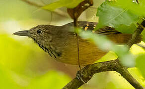 Checker-throated Stipplethroat