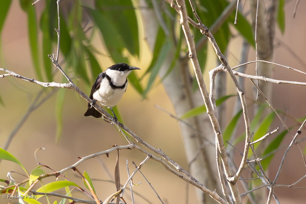 Myzomèle à collier