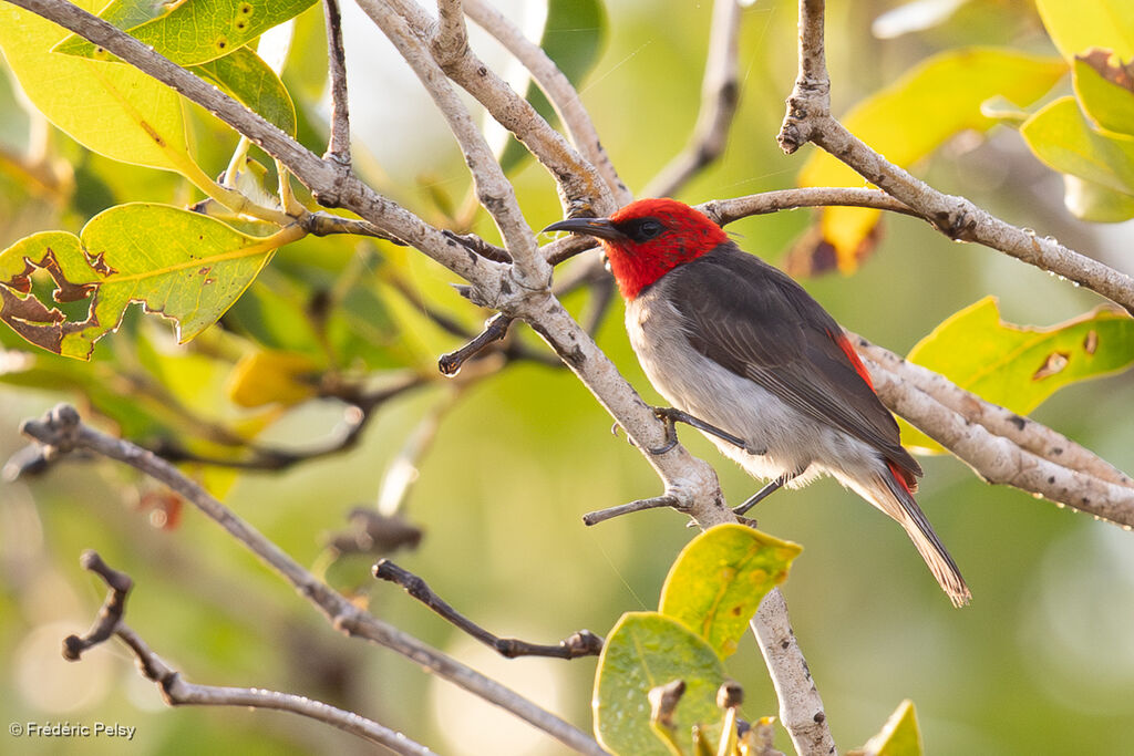 Myzomèle à tête rouge mâle adulte
